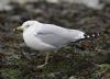 Ring-billed Gull at Rossi's Ice Cream, Westcliff (Steve Arlow) (97727 bytes)